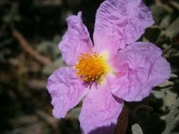 closeup picture of purple vegetable flowers