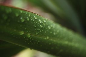 flax leaf in water drops