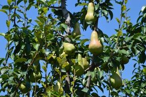 delicious pear orchard fruit tree farm fall