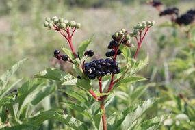 black elderberry berries on a branch