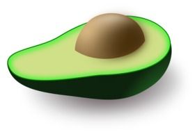 avocado fruit drawing