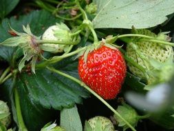 strawberry on strawberry plant