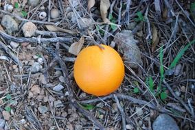 Beautiful orange in Valencia