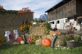 harvest festival at the farm
