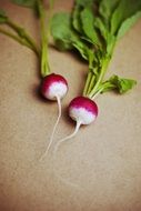 two healthy radishes on the table