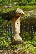 damage to tree near the water