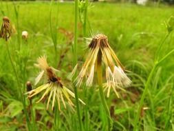 meadow with beutiful wildflowers