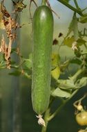 Long cucumber on the stem