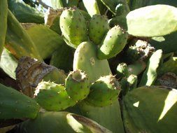 green cactus fruit in Chile