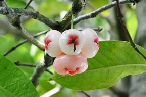 white-pink jambu fruits