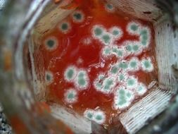 Macro photo of the green mold on food