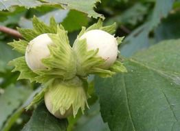 white hazelnuts on tree