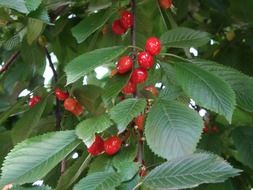 cherries grow on a tree in the garden