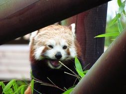 hungry red panda