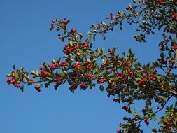 hawthorn bush in the greenhouse against the blue sky