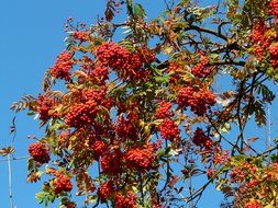 branchs of mountain ash on a background of blue sky