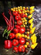 Harvest of different varities of peppers and tomatoes