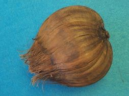 nypa palm fruit