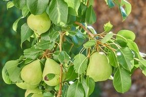 green pears on branch