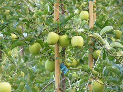 green apples on a tree in an orchard
