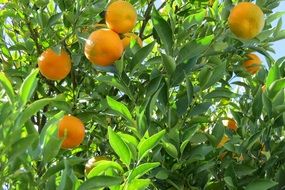 Picture of tangerines