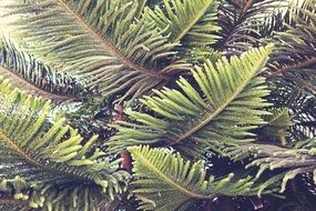 green tree in a botanic garden