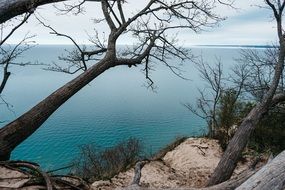 trees on the sea cliffs
