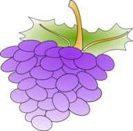 appetizing grapes vine drawing