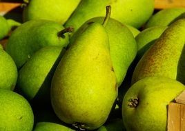 a bunch of organic pears in market