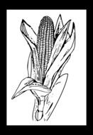 black and white maize drawing