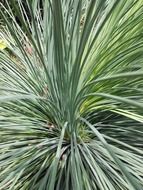 plant with long needles close-up