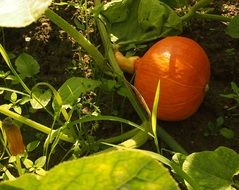 pumpkin garden grows ripe growing