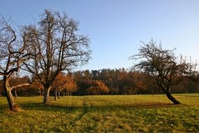 panorama of an autumn orchard in southern Germany