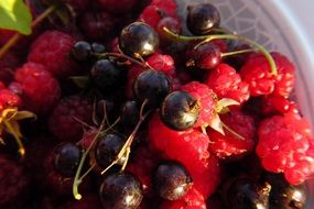 fruit plate