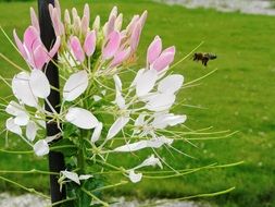 flower and insects