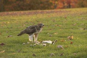 eagle predator