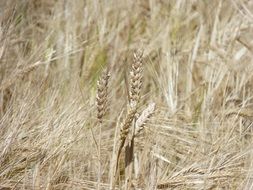 Golden yellow cereals on a field