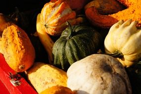 a lot of pumpkins autumn halloween vegetables