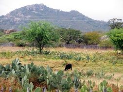 farm in backcountry, landscape with sheep grazing among cactus thickets