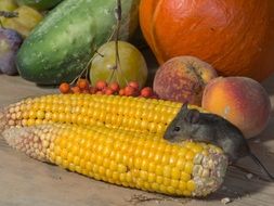 little mouse wild corn peach pumpkin cucumber