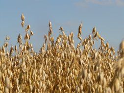 Field of oats against the sky