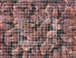 caged brown chickens