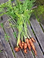 harvested carrots onwooden table