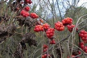 autumn red berry