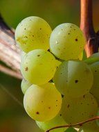 green berries of grapes