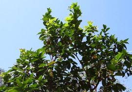 rose apple fruits on the tree