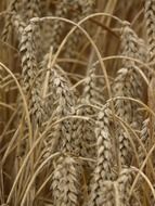 spikes of wheat closeup