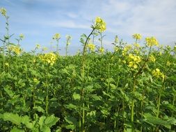 mustard field with yellow flowers