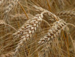 spikes of rye closeup