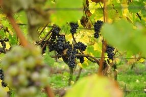 blue grapes in vineyard